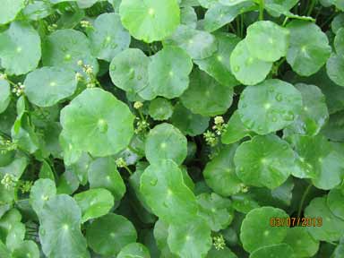 قدح مریم آبی